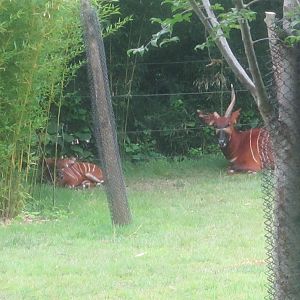 Jun. 2012-Baby Stevie with mother Safi
