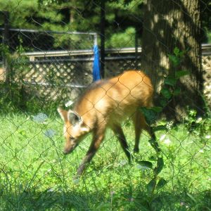 Maned Wolf Prowling