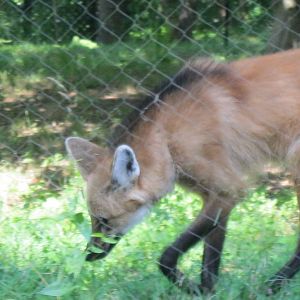 Maned Wolf