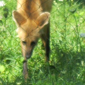 Maned Wolf Investigating