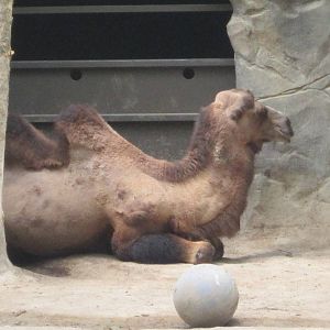 Jun. 2012-Humphrey, a Bactrian Camel