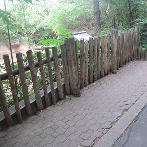 Jun. 2012-Male Sumatran Rhinoceros exhibit viewing