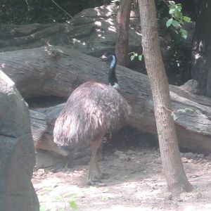 Jun. 2012-Emu