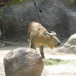 Jun. 2012-Sichuan Takin