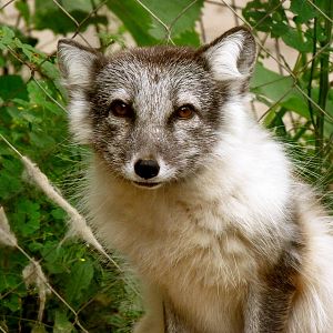 Female Arctic Fox 8-1-12