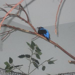 Jun. 2012-Asian Fairy Bluebird