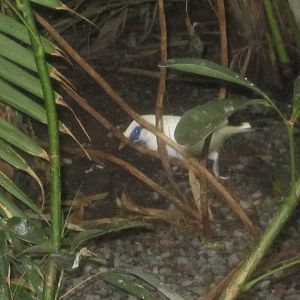 Jun. 2012-Bali Mynah