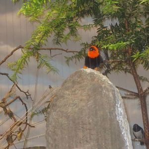 Jun. 2012-Black-winged Red Bishop and Violet-backed Starling