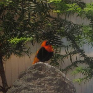 Jun. 2012-Black-winged Red Bishop