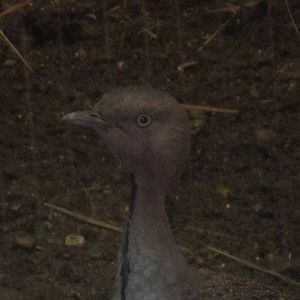 Jun. 2012-Buff-crested Bustard