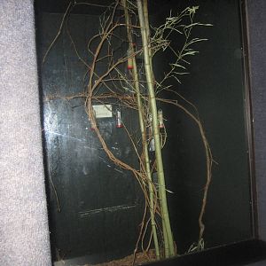 Jul. 2012-Feather-tail Glider exhibit