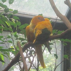 Jul. 2012-Golden Conures