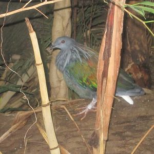 Jul. 2012-Nicobar Pigeon