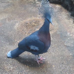 Jul. 2012-Victoria Crowned Pigeon