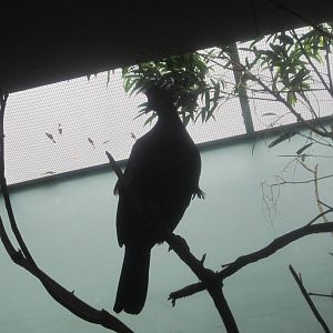 Jul. 2012-Victoria Crowned Pigeon Silhouette