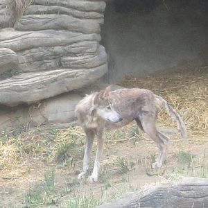 Jul. 2012-Mexican Wolf