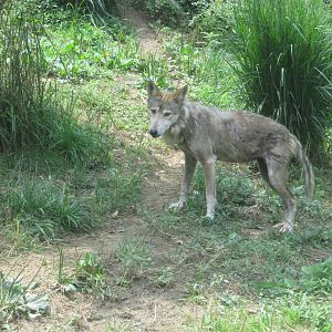 Jul. 2012-Mexican Wolf