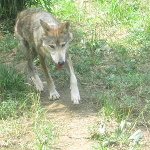 Jul. 2012-Mexican Wolf