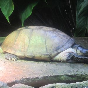 Jul. 2012-African Helmeted Turtle