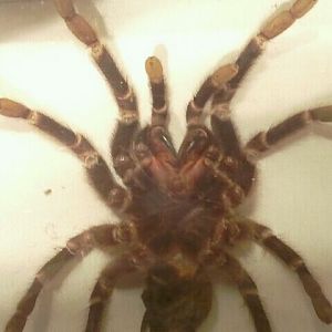 Jul. 2012-Displayed Brazilian Salmon-pink Tarantula