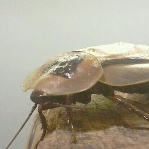 Jul. 2012-Giant Cockroach