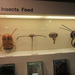 Jul. 2012-How Insects Feed