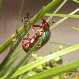 Jul. 2012-Jade-headed Buffalo Beetle