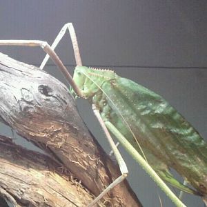 Jul. 2012-Malayan Leaf Katydid