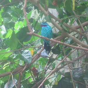 Jul. 2012-Spangled Cotinga