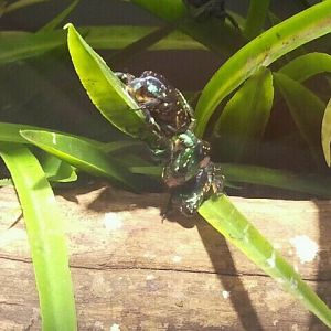 Jul. 2012-Tin-foil Beetles