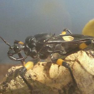 Jul. 2012-White-eyed Assassin Bug