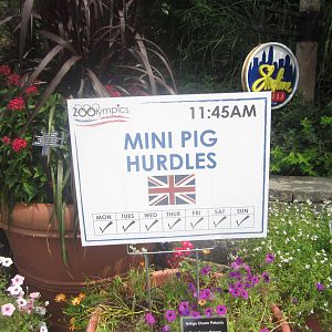 Jul. 2012-Zoolympics Sign