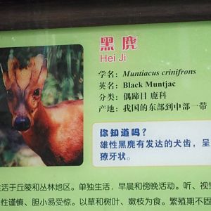 Black Muntjac sign