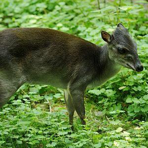 Blue duiker at Krefeld