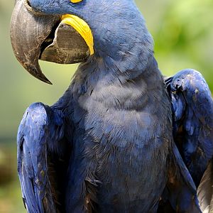Hyazinth macaw at Krefeld