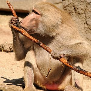 Hamadryas baboon at Krefeld