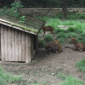 Black Muntjacs again