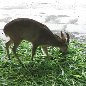 Black Muntjac