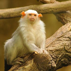 Silvery marmoset at Krefeld