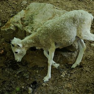 Dall's sheep at Krefeld