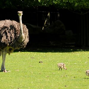 South african ostrich with chicks at Krefeld