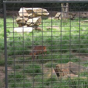 Another Black Muntjac