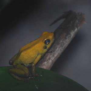 Bicolored poison-dart frog