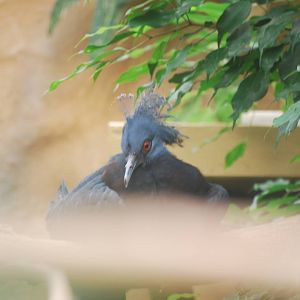 Victoria crowned pigeon fledgling