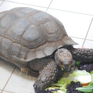 Burmese mountain tortoise