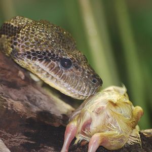 Madagascan tree boa and lunch