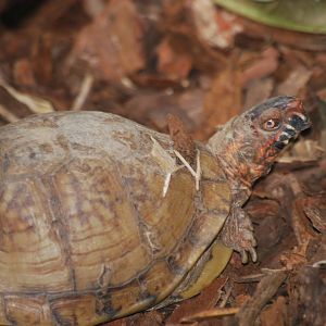Eastern box turtle