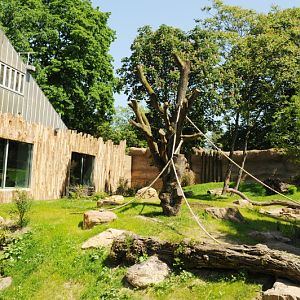 New Gorilla outdoor enclosure