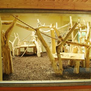 New Gorilla indoor box