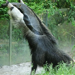 Crazy anteater at Dortmund zoo